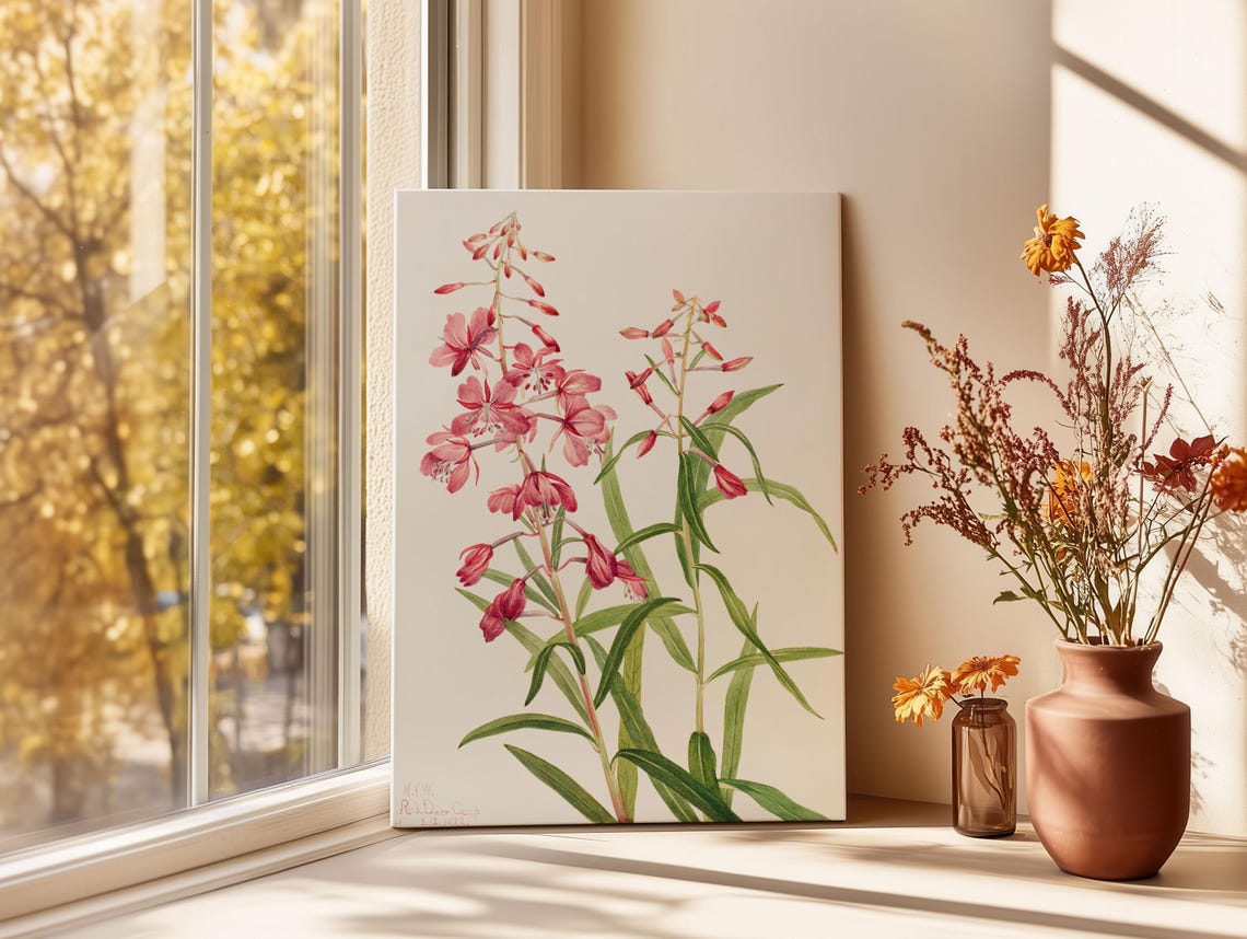 Mary Vaux Walcott Fireweed Pink Wildflower Botanical Study Poster