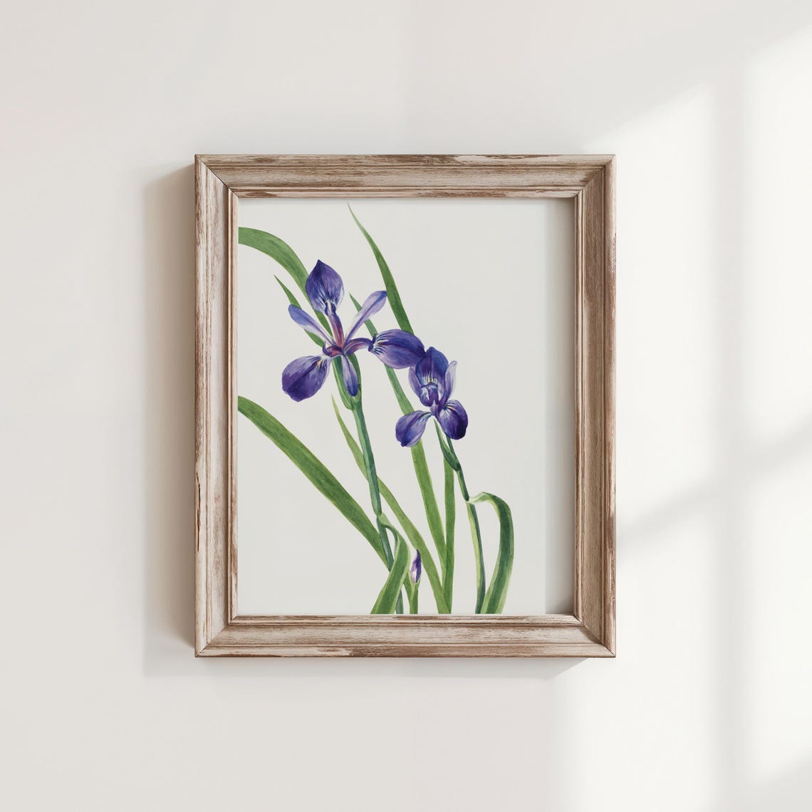 Mary Vaux Walcotts Iris Art Print Vintage Botanical Flower Painting