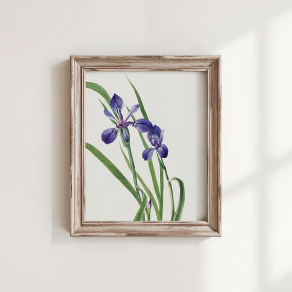 Mary Vaux Walcotts Iris Art Print Vintage Botanical Flower Painting