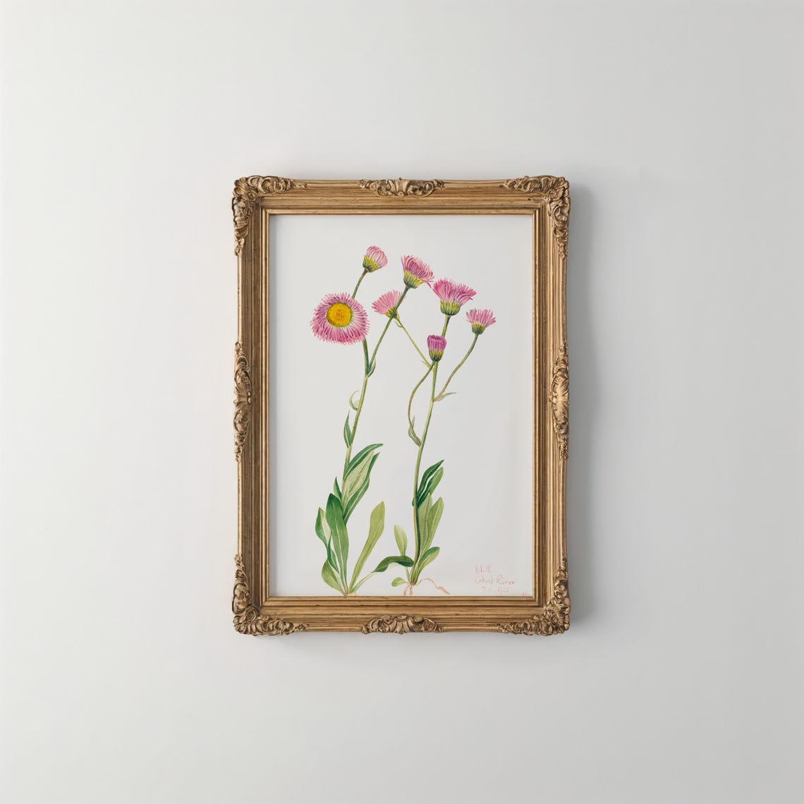 Meadow Fleabane Flower Art Print Vintage Botanical Wall Decor