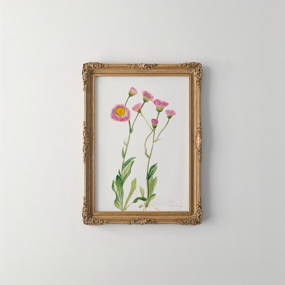 Meadow Fleabane Flower Art Print Vintage Botanical Wall Decor