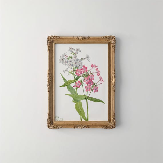 Perennial Phlox Vintage Botanical Flower Art Print