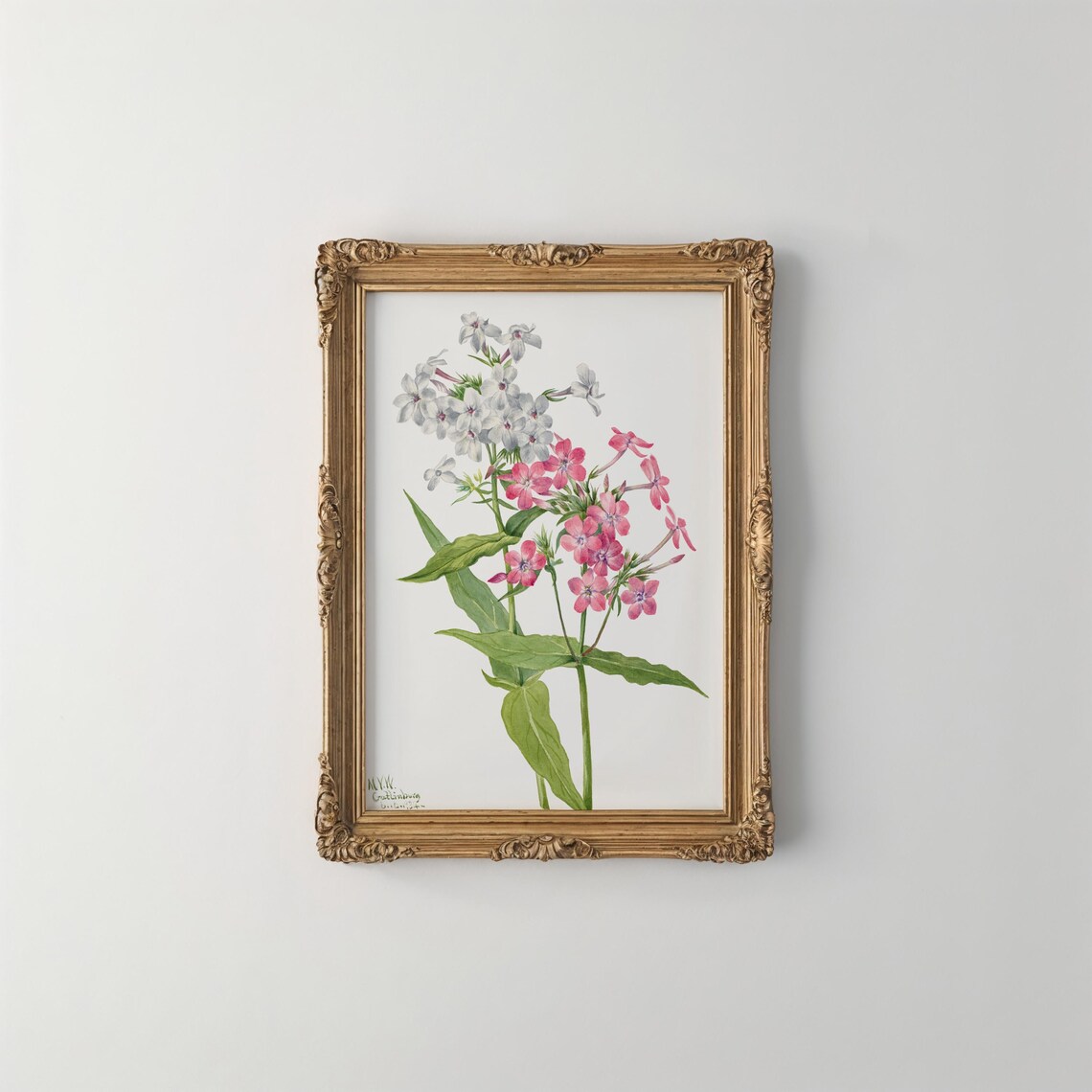 Perennial Phlox Vintage Botanical Flower Art Print