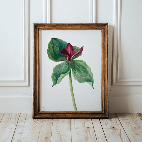 Whippoorwill Flower Art Print Vintage Botanical Illustration