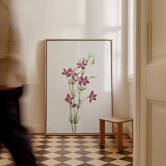 Mary Vaux Walcott Centaurium Art Print Vintage Botanical Canvas