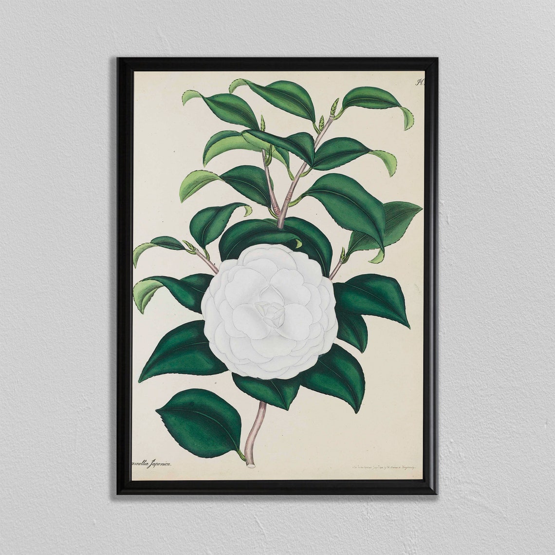 White Camellia Vintage Botanical Flower Illustration Art Poster