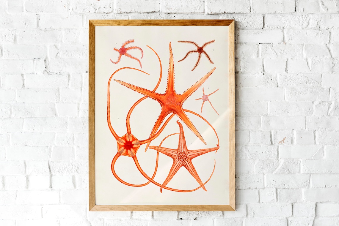 Orange Starfish Brittle Star Vintage Nautical Illustration Art Print - Image 3