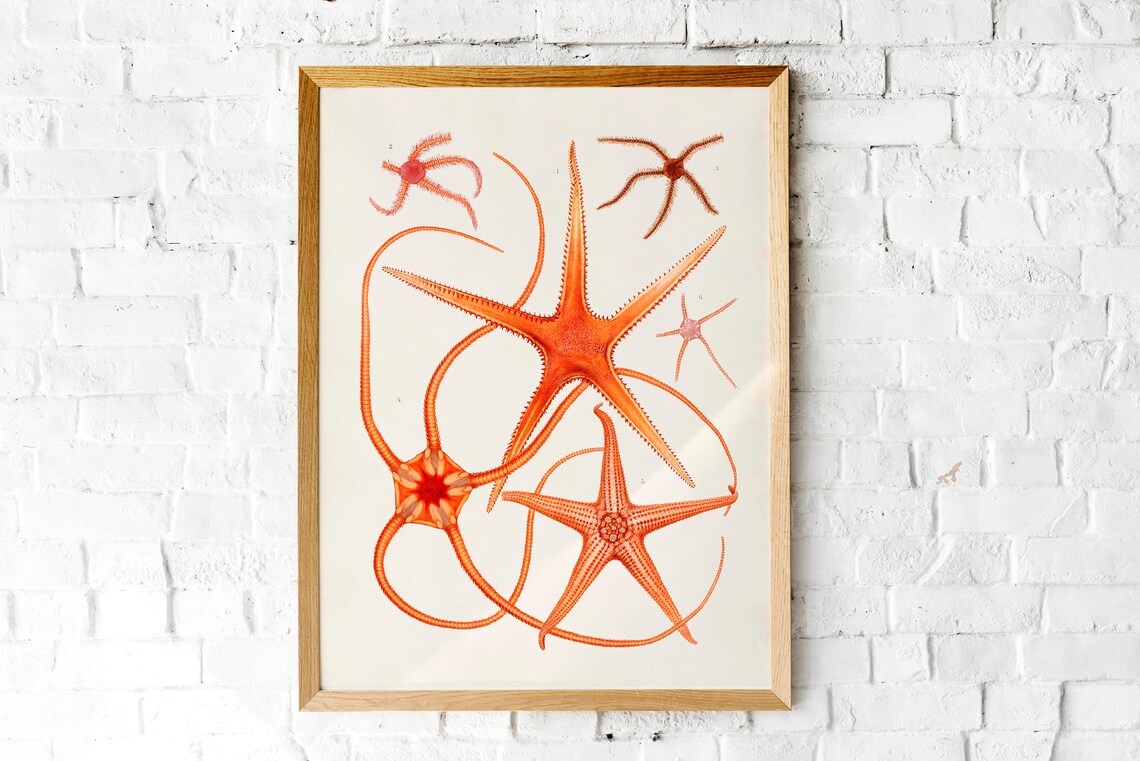 Warm Orange Starfish Nautical Art Print Starfish Poster - Image 3