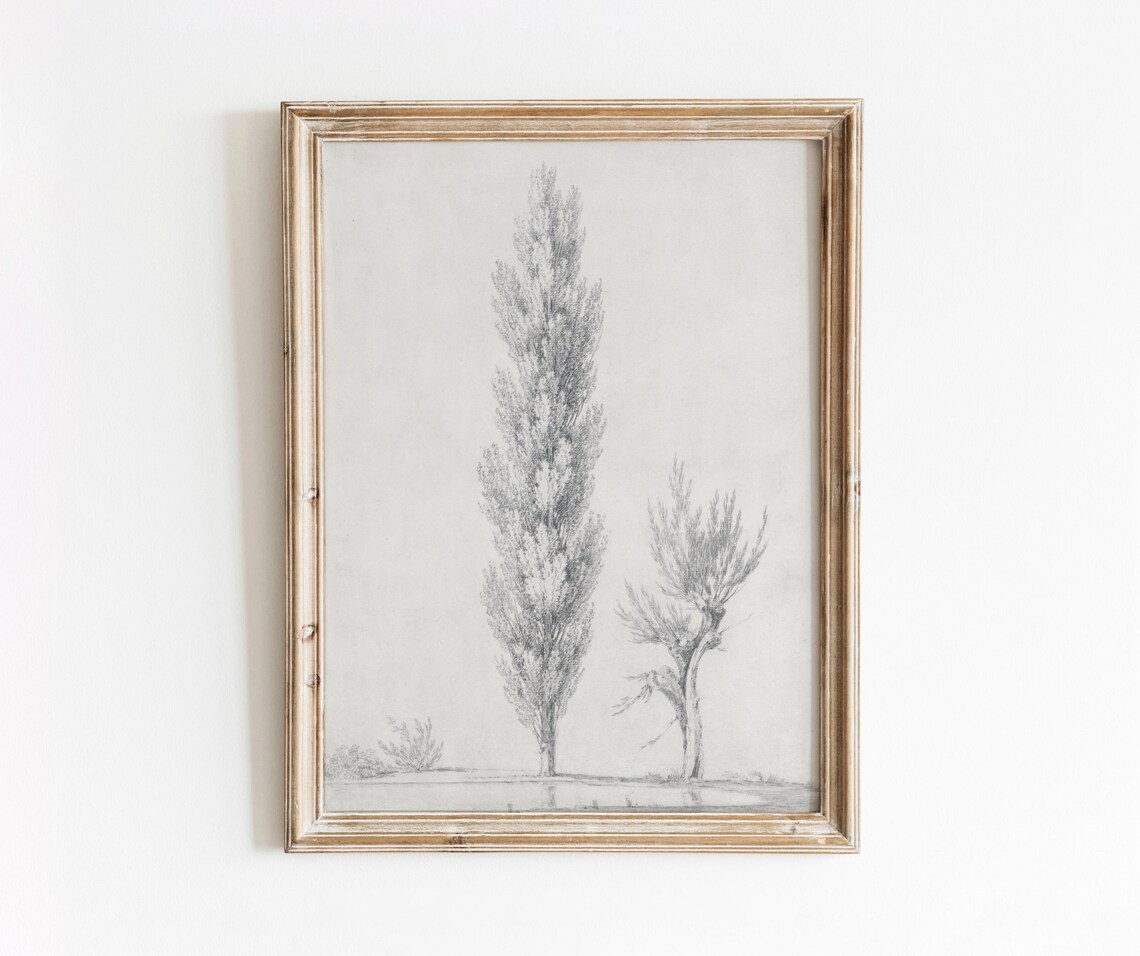 Willow Poplar Tree Illustration, Vintage Botanical Art Print