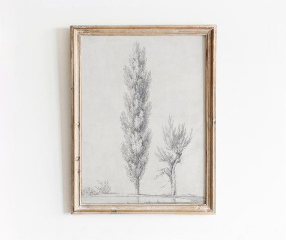 Willow Poplar Tree Illustration, Vintage Botanical Art Print