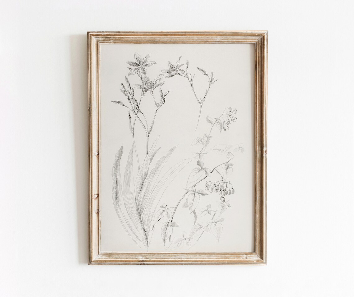 Botanical Study Vintage Black And White Art Print