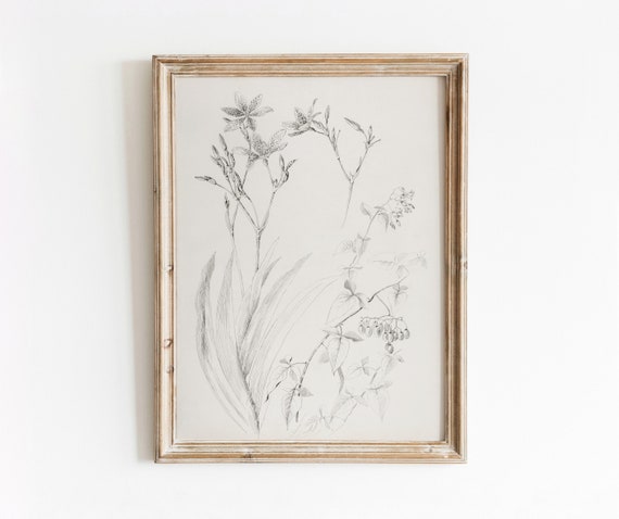 Botanical Study Vintage Black And White Art Print