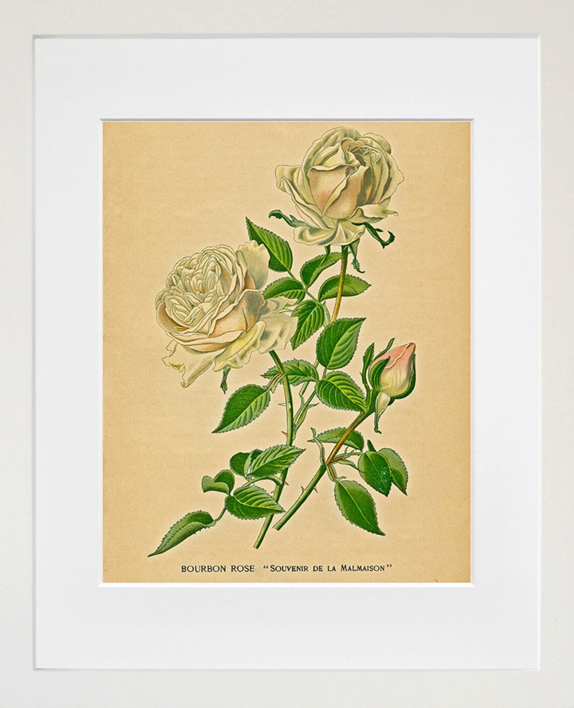 Bourbon Rose Souvenir de la Malmaison Vintage Botanical Rose Art Print