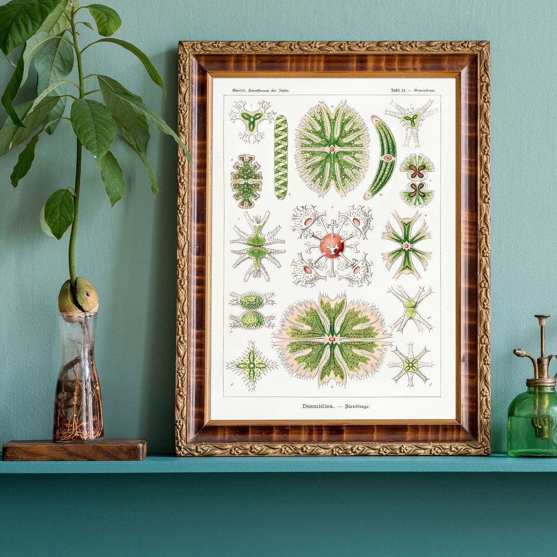 Ernst Haeckel Desmids Microscopic Green Algae Plate 24 Poster - Image 3