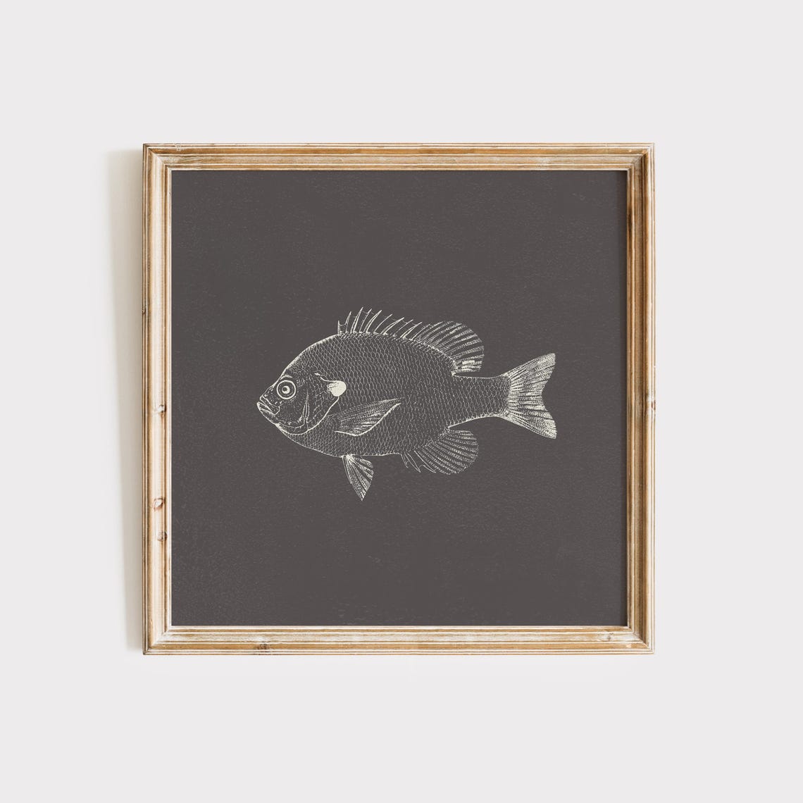 Bluegill Sunfish Chalk Sketch Dark Nautical Square Fish Decor Poster - Image 2