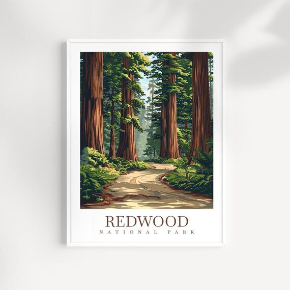 Redwood National Park Towering Giant Trees Forest Path Art Print