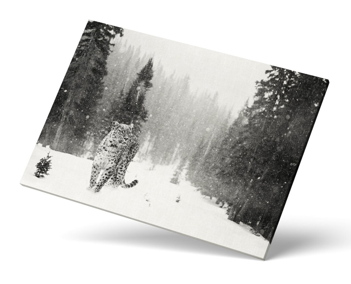 Snow Leopard, Winter Wildlife Photography Print