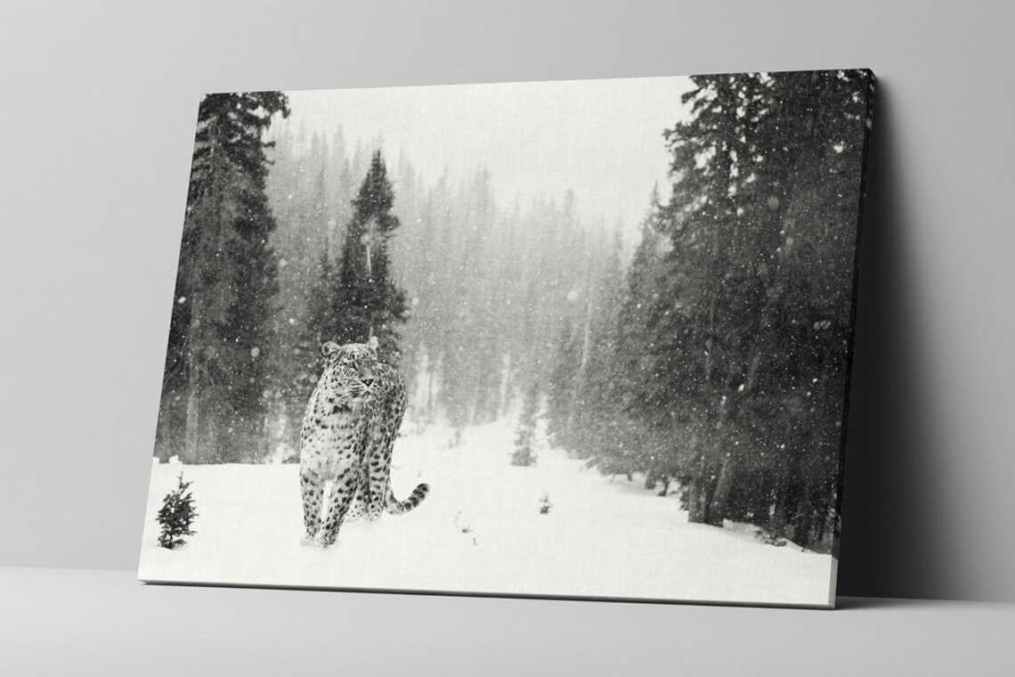 Snow Leopard, Winter Wildlife Photography Print - Image 2