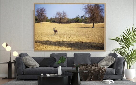 Real Photo Desert Wildlife Photography Lone Antelope In The Wild Nature Wall Art Print