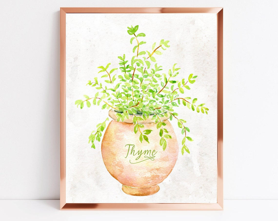 Thyme Watercolor Herb in Terracotta Pot Kitchen Botanical Wall Poster