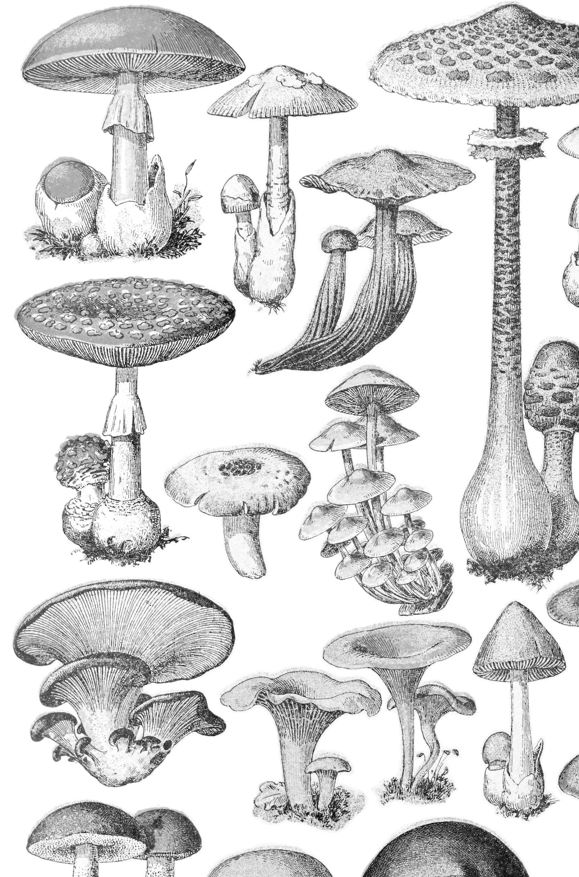 Mushrooms Vintage Illustration, Botanical Art Print - Image 2