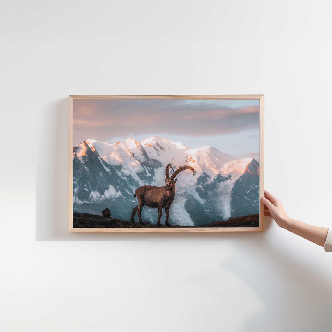 Alpine Ibex with Curved Horns Before Snowy Peaks at Sunrise Poster - Image 2
