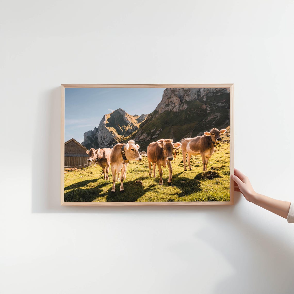 Brown Cows in a Sunny Alpine Meadow with Mountain Views Poster - Image 2