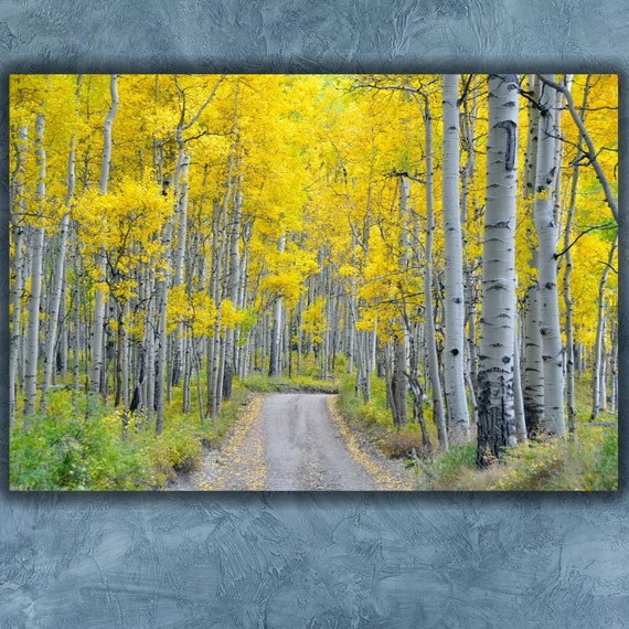 Forest Print Birch Aspen Photo Birch Aspens Tree Yellow Wall Art Road Decor Nature Poster Landscape Art Tree Picture White Birch