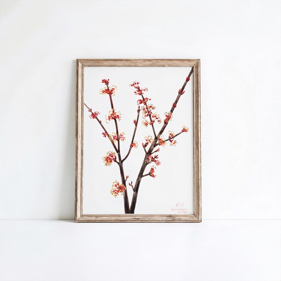 Red Spring Blossom Branch Botanical Watercolor Vintage Art Poster