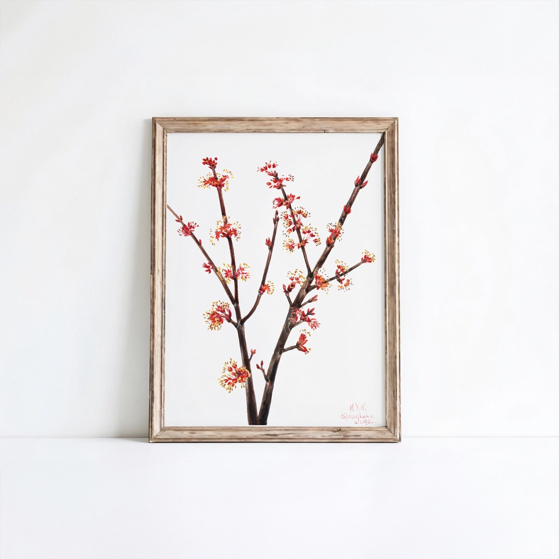 Red Maple Flower Art Print Vintage Botanical Wall Decor