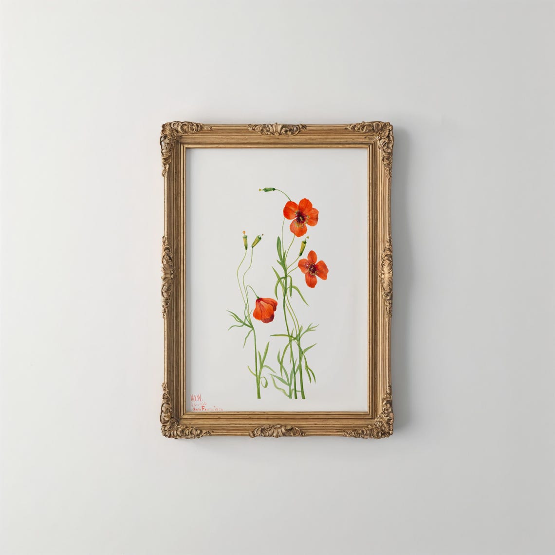 Red Wind Poppy Vintage Botanical Illustration Flower Wall Art