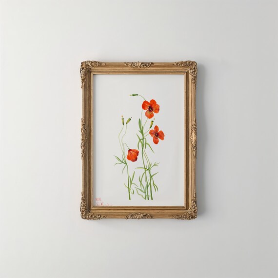 Red Wind Poppy Vintage Botanical Illustration Flower Wall Art