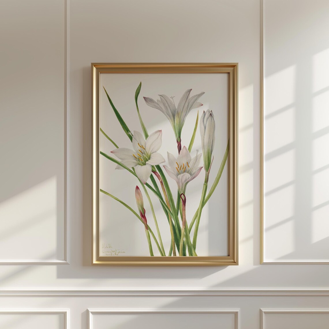 Elegant White Rain Lily Botanical Watercolor Flower Art Print
