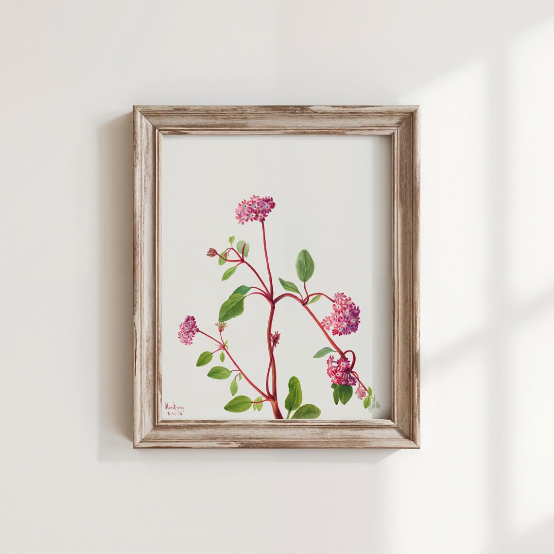 Parrys Sand Verbena Flower Art Print Vintage Botanical Wall Decor