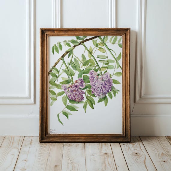 Mary Vaux Walcotts Wisteria Flower Art Print Botanical Wall