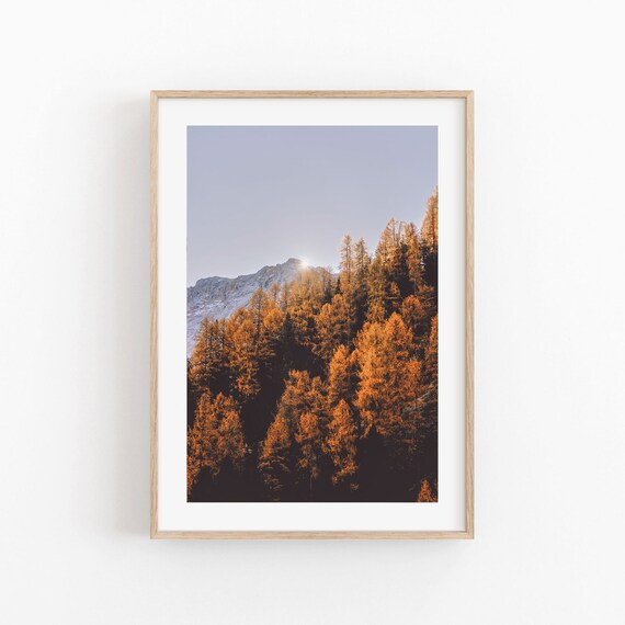 Golden Autumn Pine Forest Beneath Snowy Mountain Peak Photo Poster