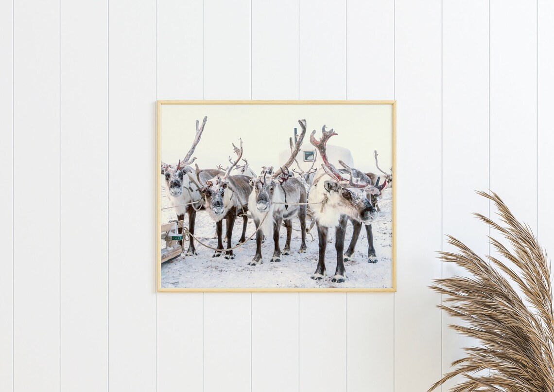 Wild Reindeer Herd In Snowy Nordic Winter Landscape Photo Poster