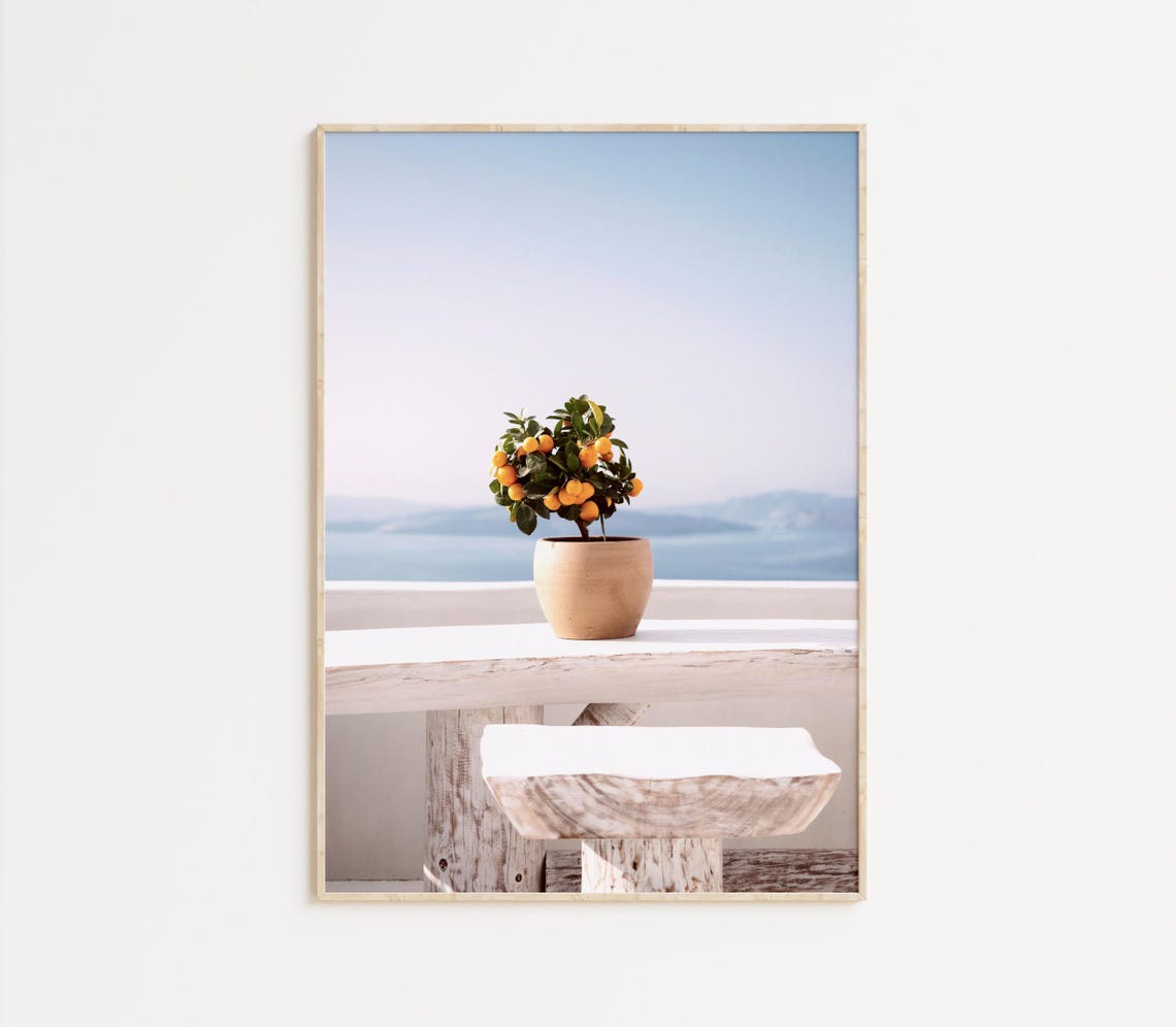 Mediterranean Orange Tree Summer Citrus Grove Sunny Photography Poster