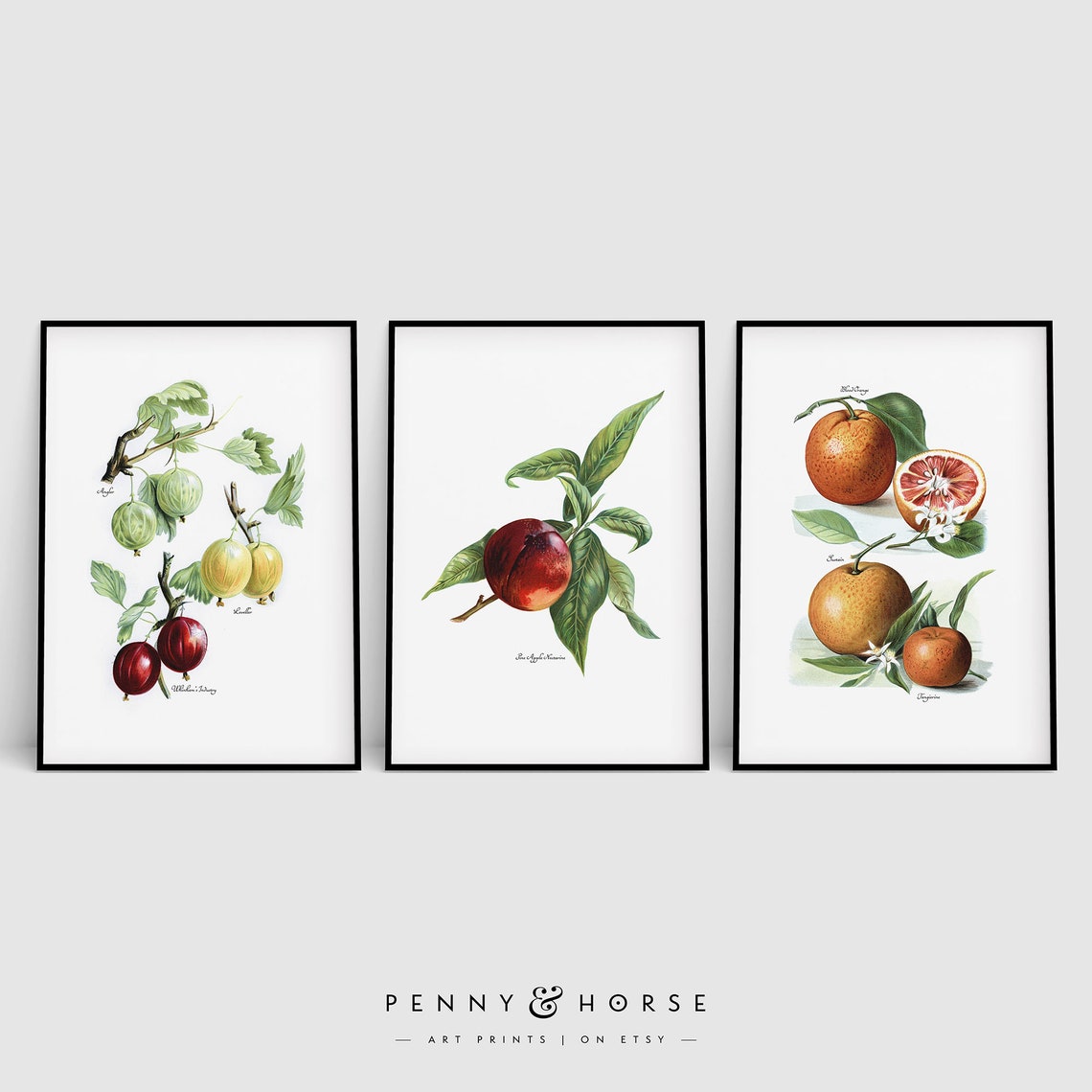 Vintage Botanical Fruit Prints Set Gooseberry Peach Orange Wall Art - Image 4