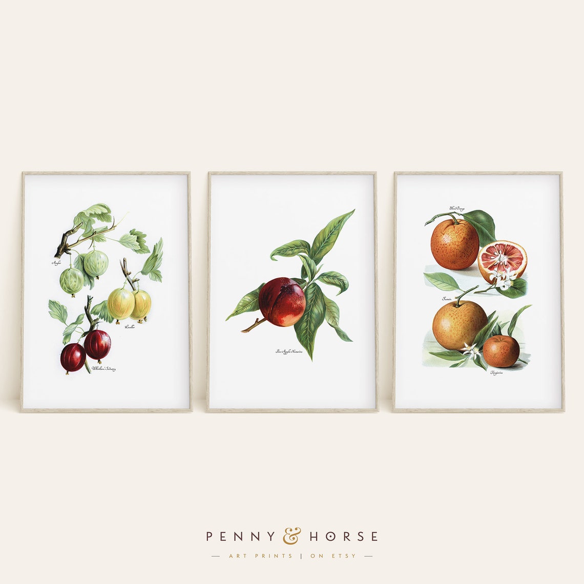 Vintage Botanical Fruit Prints Set Gooseberry Peach Orange Wall Art
