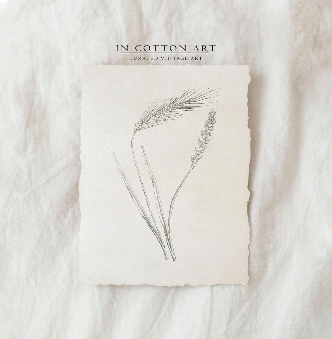 Vintage Wheat Botanical Line Drawing, Farmhouse Art Print