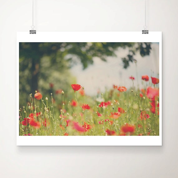 Red Poppy Photograph Flower Print Nature Photography Botanical Remembrance Art Farmhouse Decor