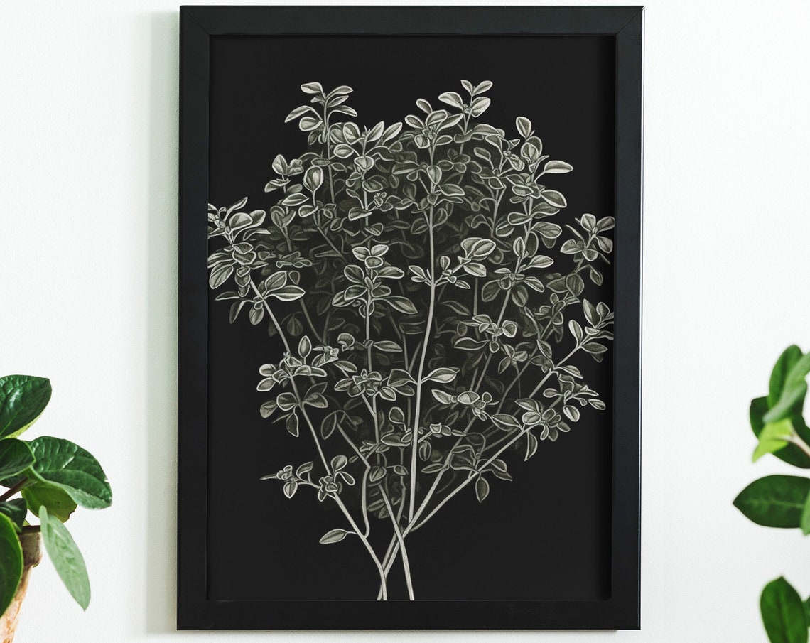 Oregano Herb Botanical Sketch on Black Minimalist Kitchen Wall Poster