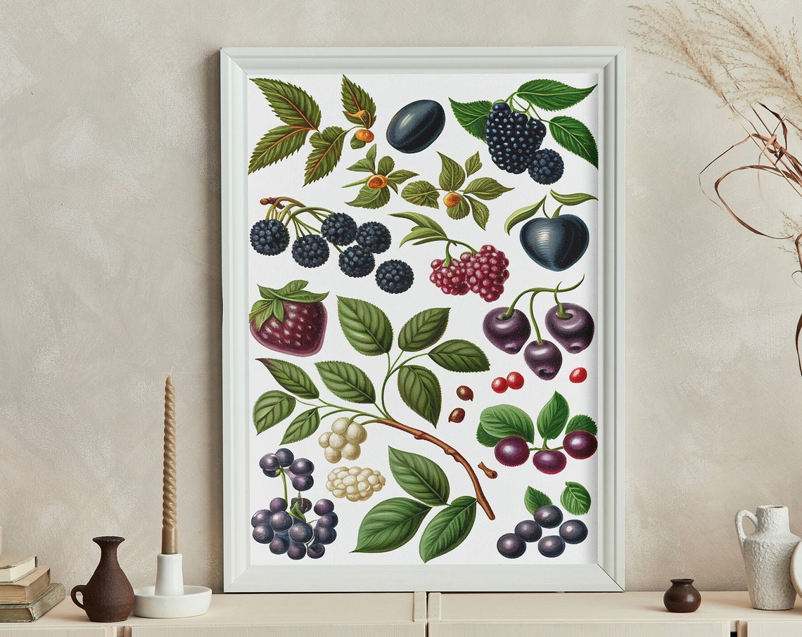 Vintage Dark Berry Botanical Chart Blackberries and Cherries Poster