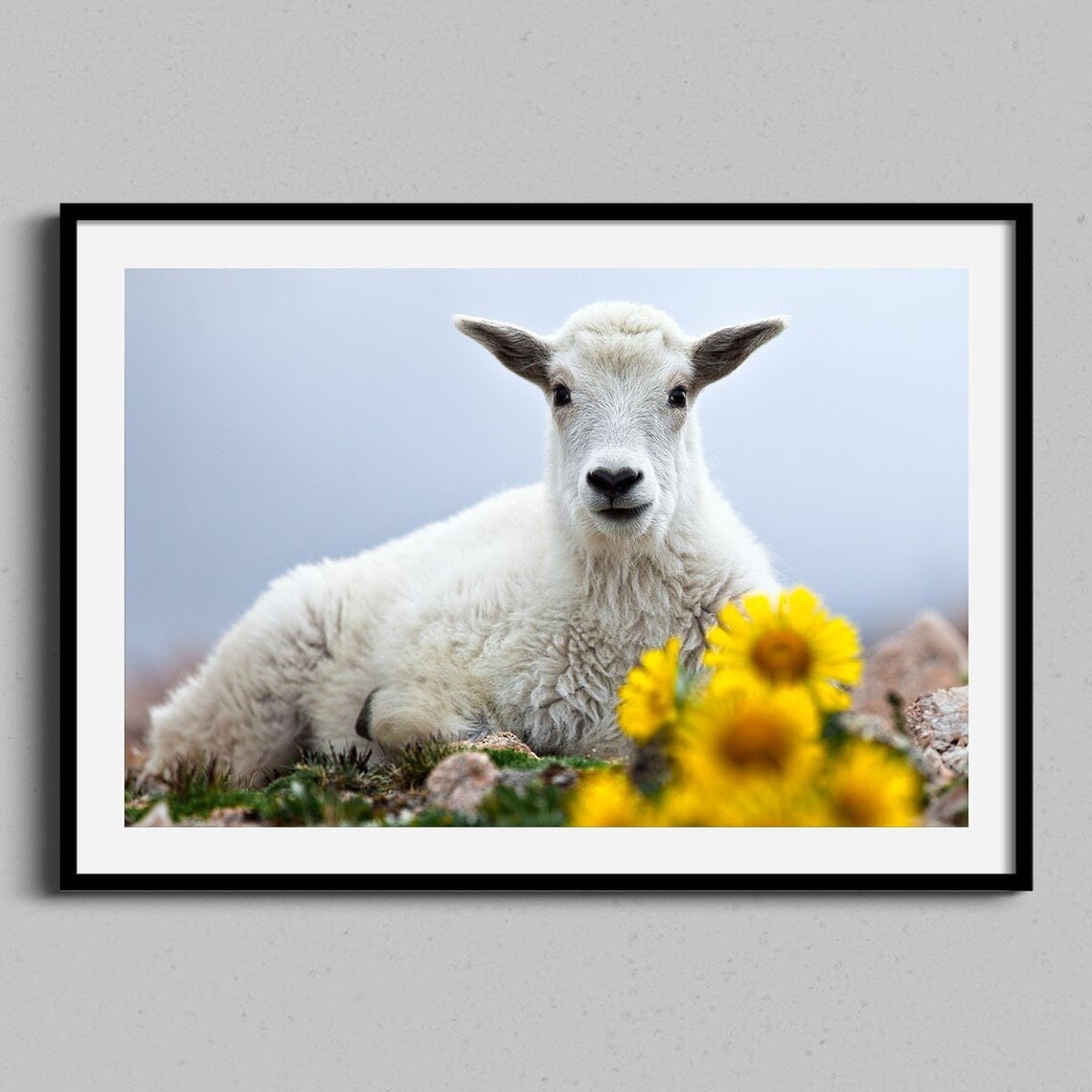 Baby Mountain Goat Spring Flowers Art Print