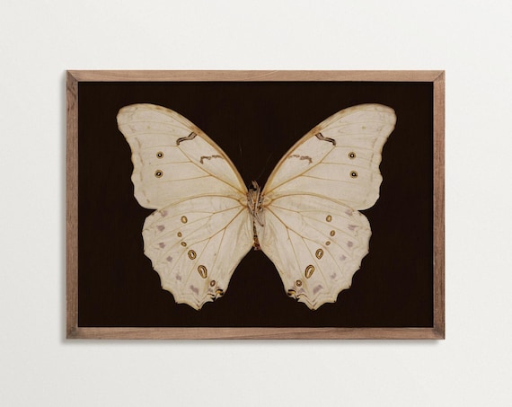 Dark Academia Butterfly Art Print