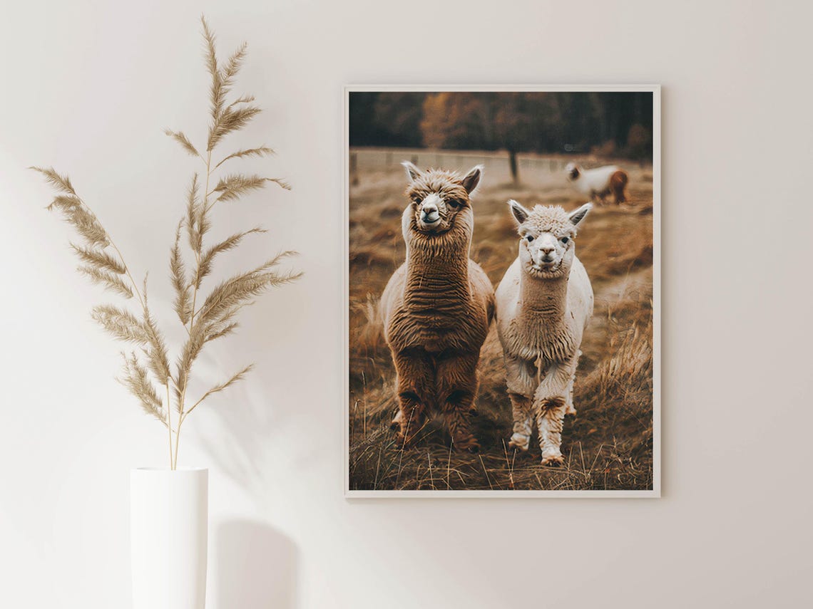Alpaca Pair on a Golden Autumn Pasture Photographic Art Poster - Image 5