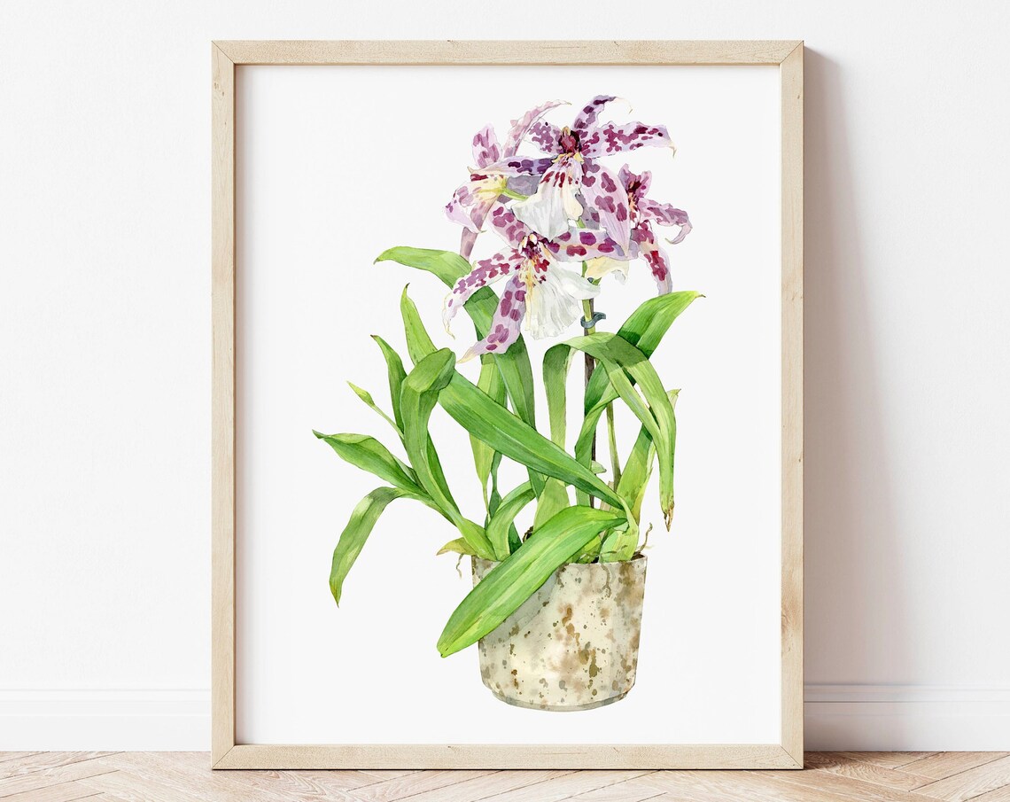 Beallara Orchid Spotted Purple Bloom Watercolor Flower Poster