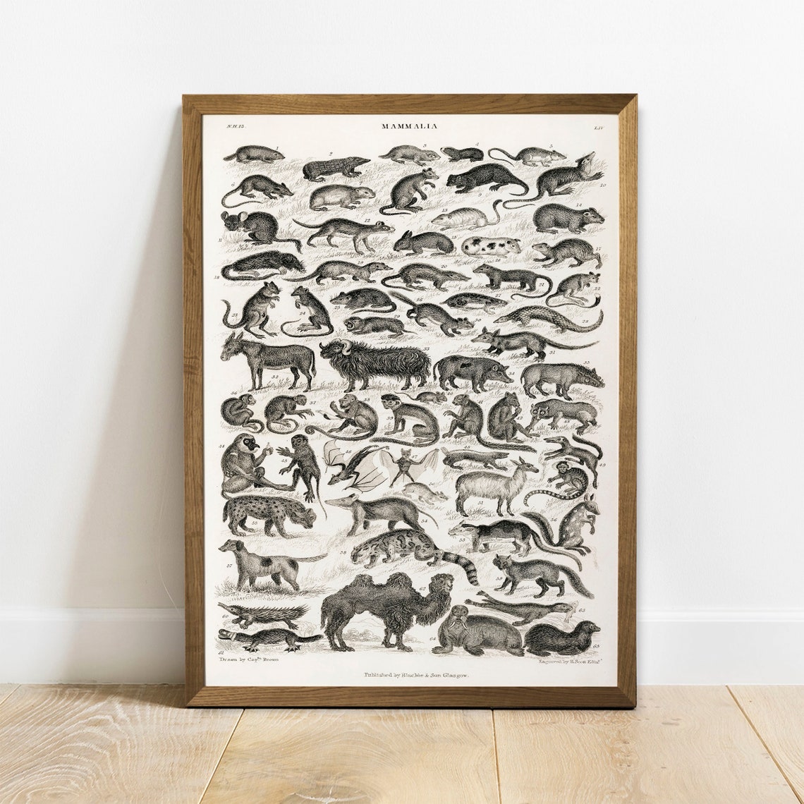 Antique Mammalia Engraving Chart Vintage Animal Species Poster