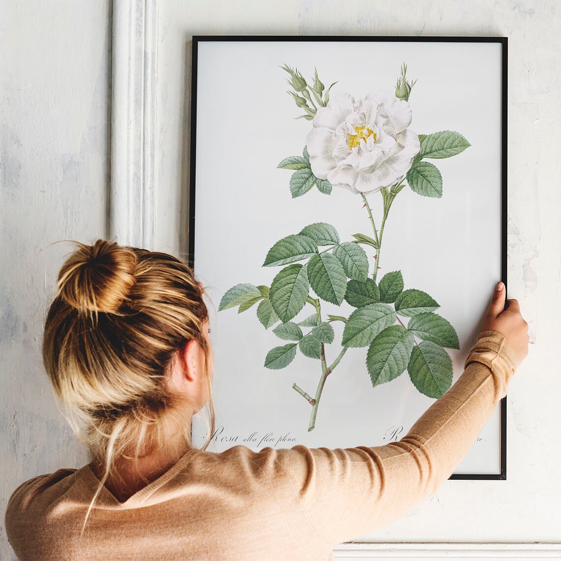 Vintage White Rose Botanical Art Print, Antique - Image 3